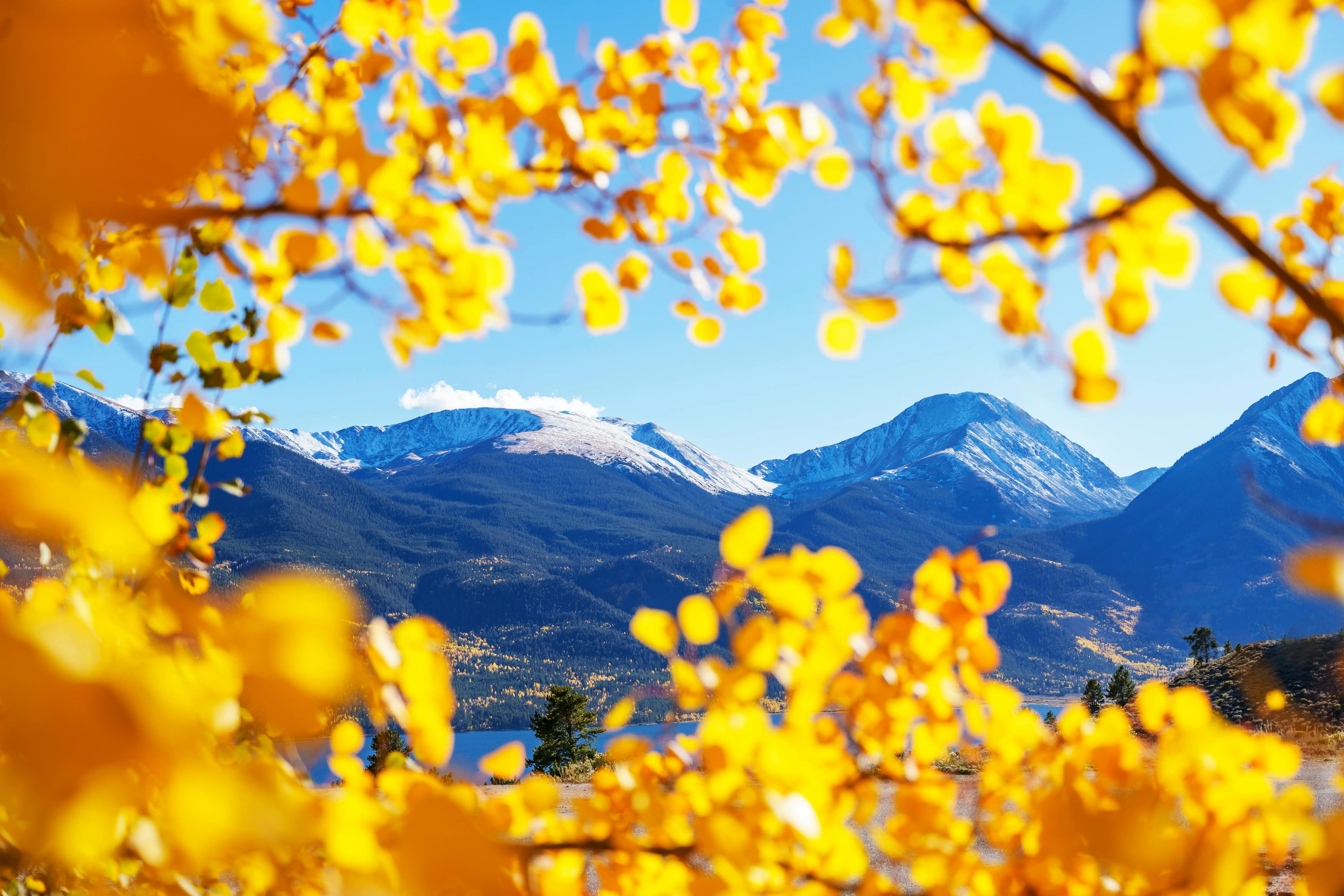Icy mountains pictured through yellow flower petals by Joshua Woroniecki